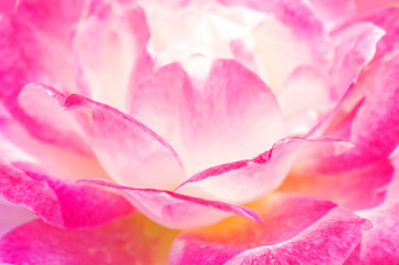 close up of beautiful pink rose.
