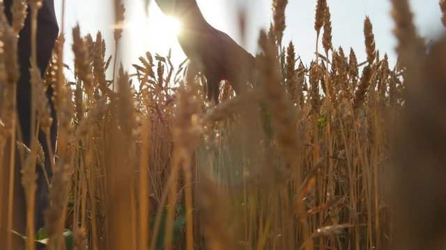 Male hand moving over wheat growing on the field. Young man running through wheat field, rear view. Man walking through wheat field, touching wheat spikes at sunset