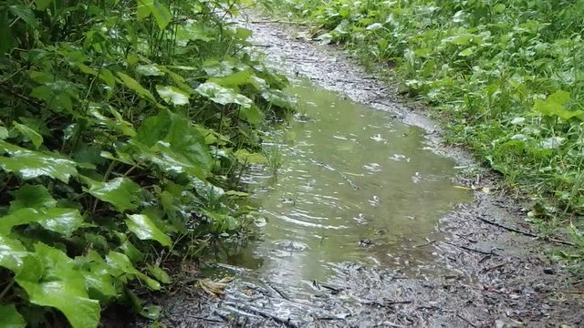 pluie