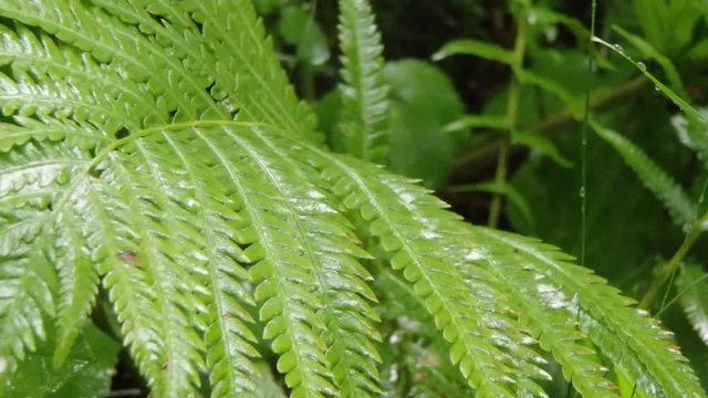 pluie