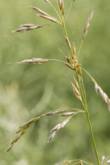 Flowers with pollen of meadow plants.