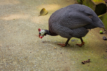Portrait of a grey female peacock