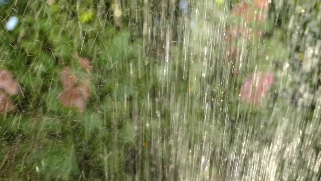 Sprinkler Goes Back And Forth In Garden
