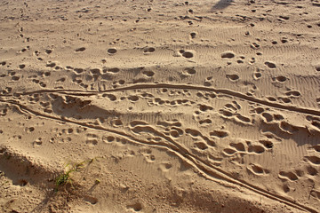 many different footprints in  sand
