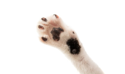 cat's paw isolated