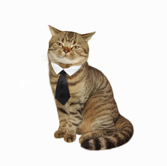 Cat in tie.