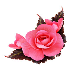 Pink begonia flower