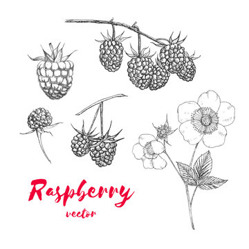 Hand drawn raspberries set