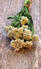 schafgarbe wildkräuter