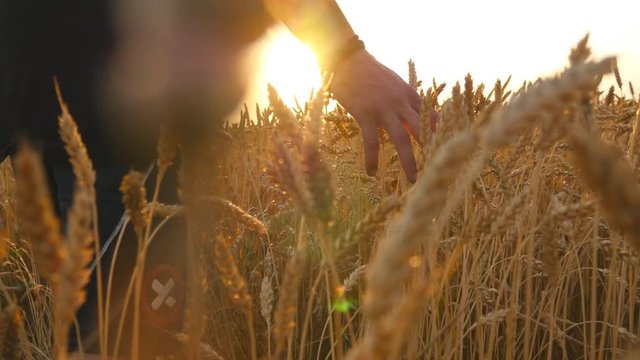 Male hand moving over wheat growing on the field. Young man running through wheat field, rear view. Field of ripe grain and man's hand touching wheat in summer field at sunset