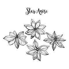 Obraz premium Hand drawn star anise