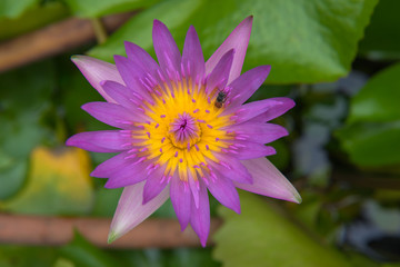 Beautiful purple lotus and bee pond in the park.