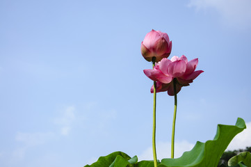 Beautiful blossoming lotus in summer