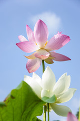 Fototapeta premium Beautiful blossoming lotus in summer