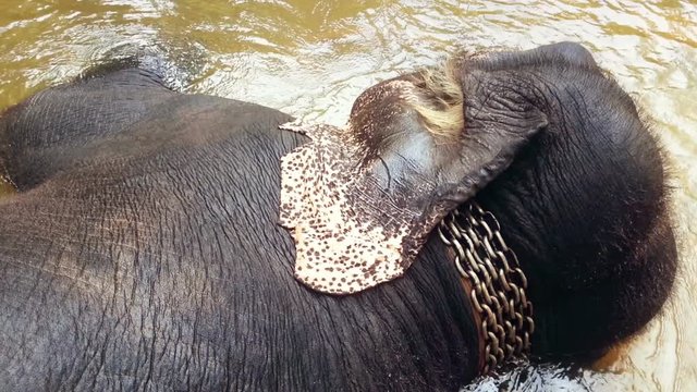 Elephant with chain collar lying in water, animal abuse, exploitation. Cruelty
