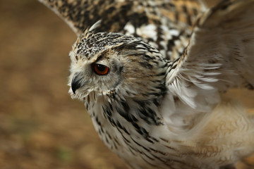 Close up of an Eagle Owl in flight