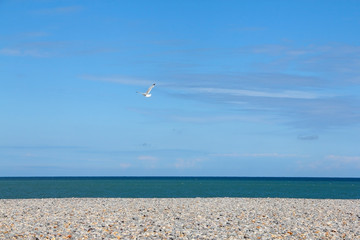 Seagulls on pebble beach