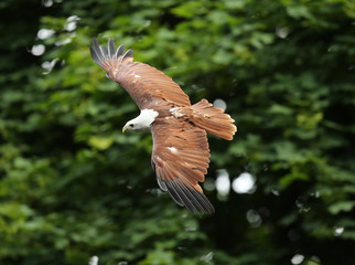 Close up of a Brahiminy Kite in flight