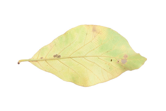 back side of teak leafs