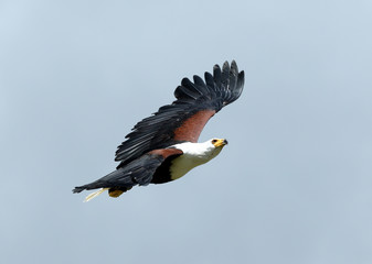 Close up of an African Fish Eagle in flight