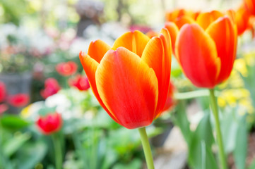 Colorful tulip flowers in the garden.