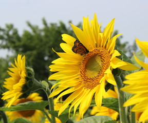 Sunflower and Monarch