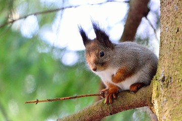 Round squirrel in a tree