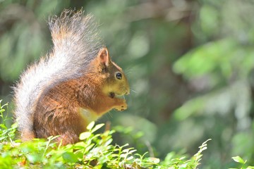 Cute squirrel eating a nut
