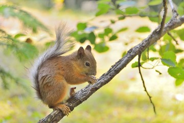 Naklejka na ściany i meble Cute squirrel eating a nut