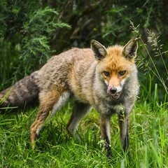 Stunning male fox in long lush green grass of Summer field