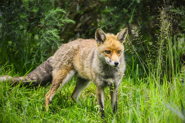 Stunning male fox in long lush green grass of Summer field