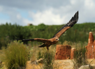 Close up of a Harris Hawk in flight