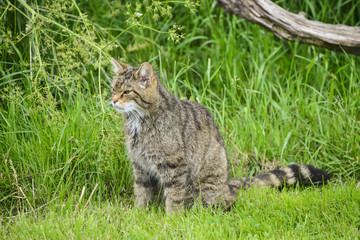 Beautiful Scottish Wildcat posturing on tree in Summer sunlight