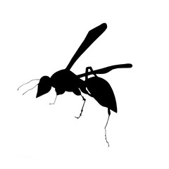 Wasp Silhouette