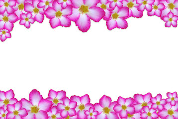 Naklejka na ściany i meble pink flower frame
