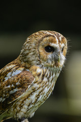 Fototapeta premium Stunning portrait of Tawny Owl Strix Aluco