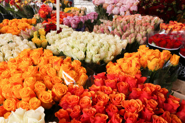 Große Auswahl an Rosen