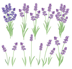 Naklejka premium Vector illustration of lavender flowers in vintage style.