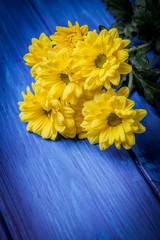 Yellow chrysanthemum flowers