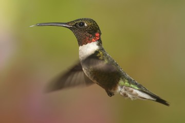 Ruby-throated Hummingbird
