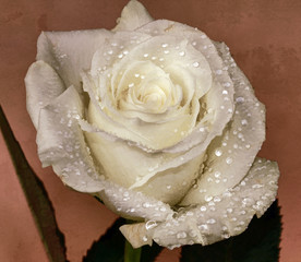 A white Rose with water drops.