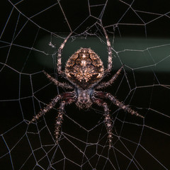 Orb Weaver Spider - Neoscona arabesca
