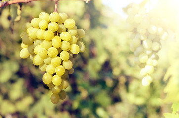Green grapes on vine