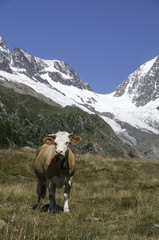 Fototapeta na wymiar cows in the Switzerland mountains