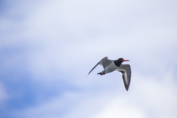 Eurasian oystercatcher (Haematopus ostralegus)