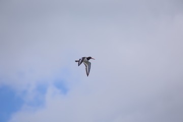 Eurasian oystercatcher (Haematopus ostralegus)