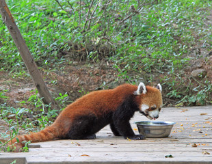 Fototapeta premium Red panda in park of Chengdu