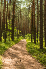 Fototapeta na wymiar pine forest close-up