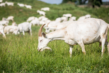 Fototapeta premium Milk goats on a pasture