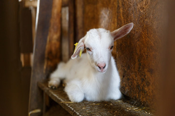 goatling on a  rural farm